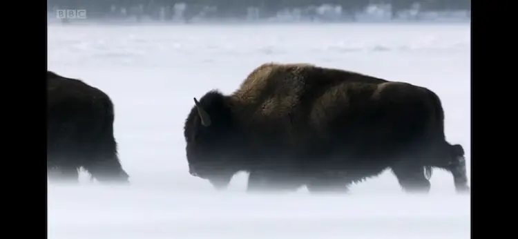 Wood bison (Bison bison athabascae) as shown in Frozen Planet - Winter